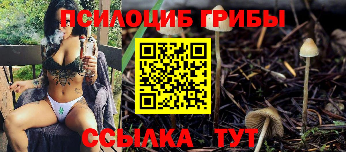 Галлюциногенные грибы Psilocybe Тихвин